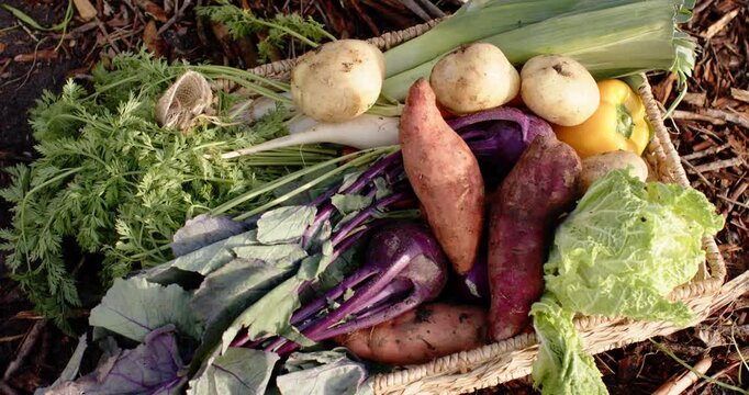Camera starting slow pans and tiny zooms is centering woven basket of fresh vegetables on mulch