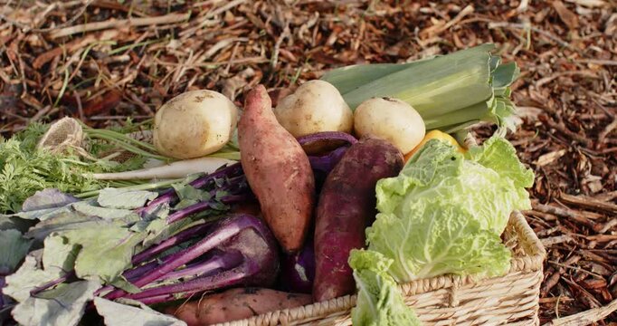 Camera is panning left and down, revealing woven basket of vegetables on mulch, highlighting greens
