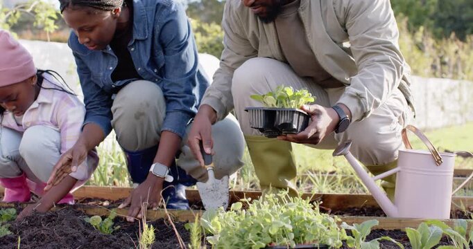 African American family with child starting seed tray planting seedlings in raised bed to grow food