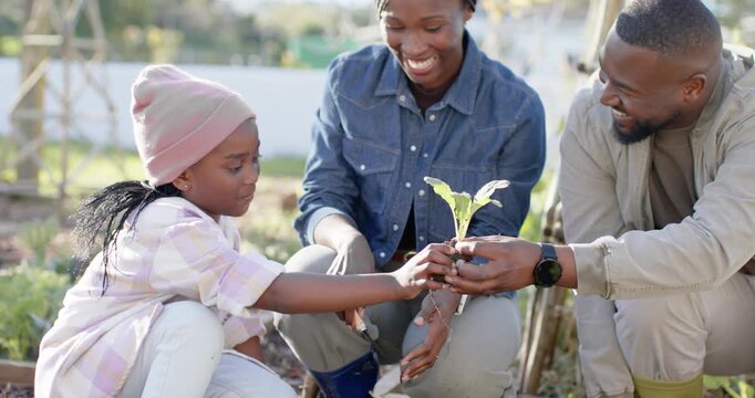 African American family planting seedlings in raised bed, father offering seedling while teaching