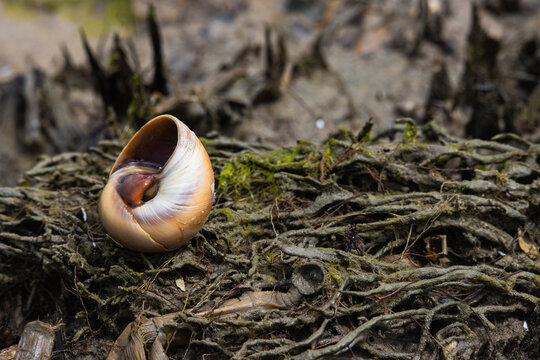 Bladder Moon Snail Shell (Neverita didyma) on Muddy Marsh Root Texture
