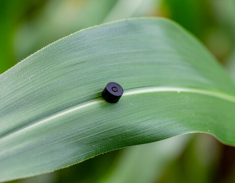 tiny black sensor moisture monitor tag on the midrib of a vibrant green crop leaf for precision farming and plant monitoring