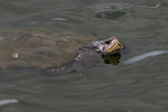 Close-up of a Wild Diamondback Terrapin Swimming in Calm Water
