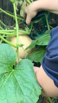 A person's hand enters the frame holding a dark object near vibrant green vines and large leaves, suggesting gardening activity within a natural outdoor setting