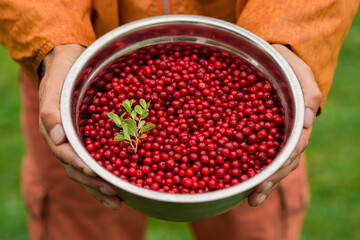 Fresh red lingonberries collected in a forest and held in a metal bowl by a person outdoors, with green leaves and natural background. Wild berry harvest and healthy food concept. © Тетяна Шустик