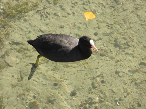 La Foulque macroule,Lac du Bourget 