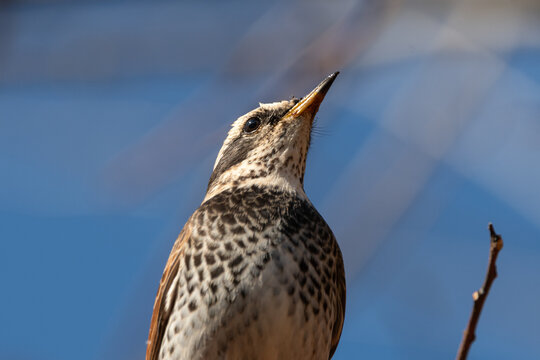 Naumanns thrush perched on tree branch under clear blue sky for nature and wildlife background