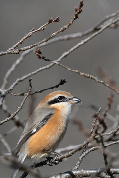 Bull headed shrike perched on tree branch in nature for wildlife background