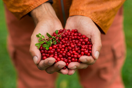 Fresh red lingonberries gathered from the forest and held in both hands, with a green berry branch. Natural wild berry harvest and foraging concept in an outdoor setting.