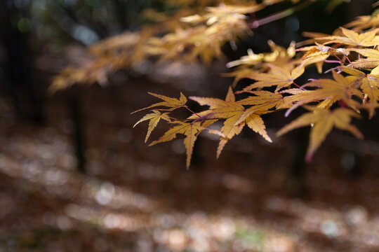 Yellow Japanese maple leaves glowing in warm sunlight with natural bokeh background