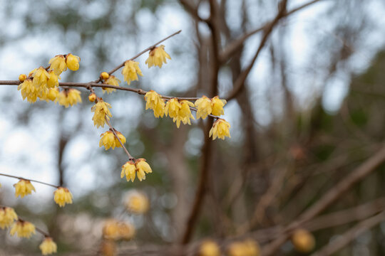 Close up yellow wintersweet flowers blooming on branches in early spring with soft background