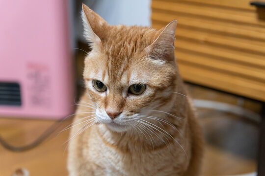 Close up of orange tabby cat looking attentively indoors for domestic pet concept background