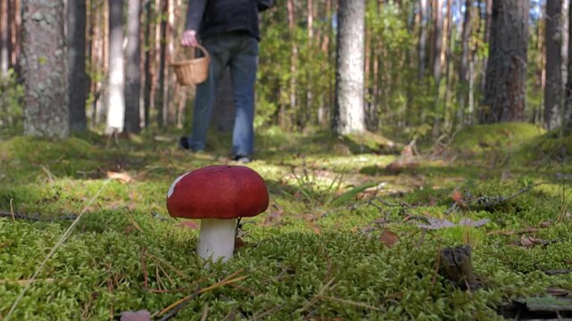 A man with a basket is gathering mushrooms in the forest.