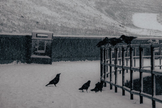 black and white snowy crows