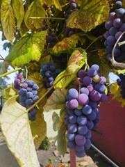 Ripe dark purple blue grapes hanging on the vine with autumn leaves in a home vineyard. Vertical closeup view of ripe grape clusters ready for harvest in the garden. © Ksenia