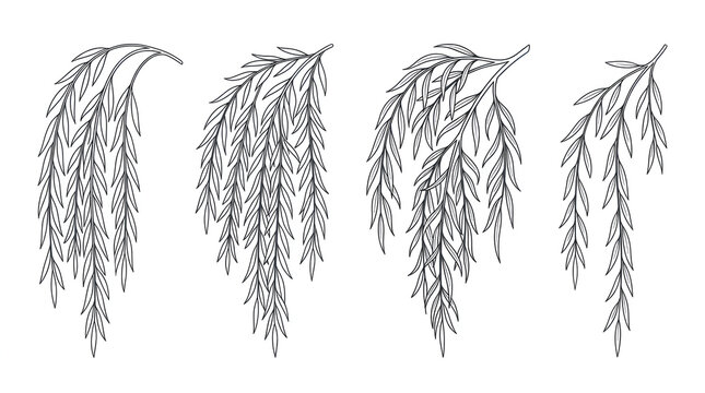 Vector Line Art Illustration of Weeping Willow Branches with Drooping Leaves