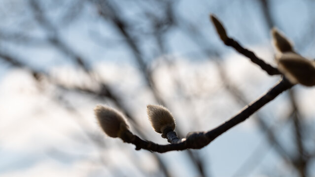 Close up white magnolia flower buds blooming on tree branches under blue sky in early spring