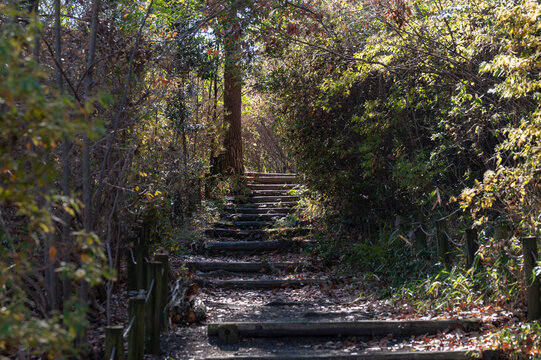 Wooden stairs path in autumn forest with sunlight shining through trees for nature background