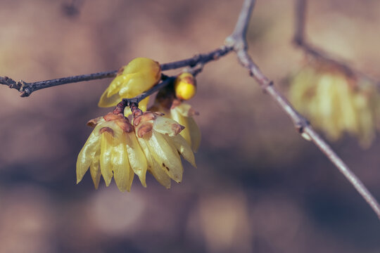 Close up delicate yellow wintersweet flowers blooming on branches in early spring with bokeh background
