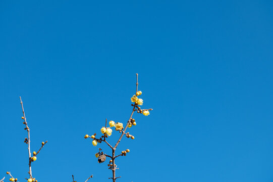 Yellow wintersweet flowers blooming on thin tree branches against clear blue sky in sunny autumn day