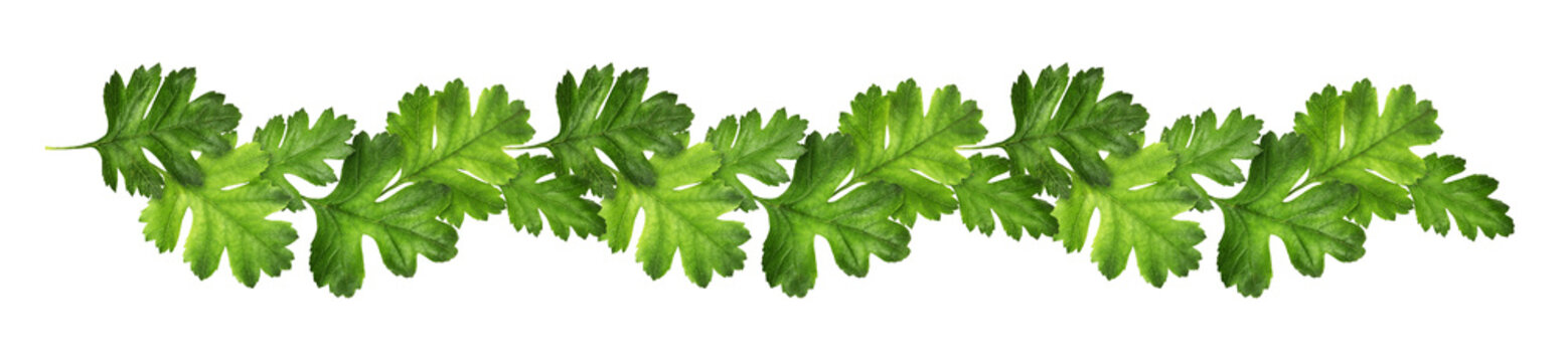 Crataegus (hawthorn) green leaves in a line floral arrangement isolated on white or transparent background. Loopable pattern.