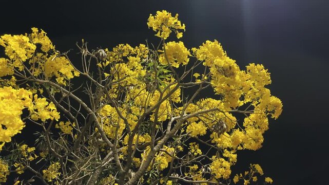 The beautiful yellow tabebuia flower blooms. The atmosphere of the Tabebuia flowers in bloom can be enjoyed at night.