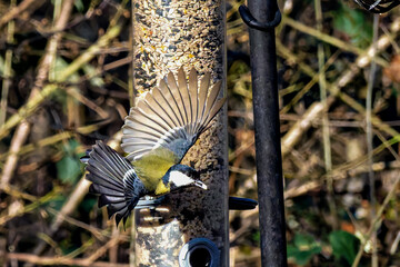 The Great Tit, Parus major from the tit family Paridae, perched on a bird feeder containing birdseed. © rudiernst