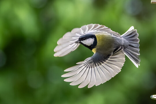 The Great Tit, Parus major from the tit family Paridae. It is easily recognisable by its black and yellow plumage