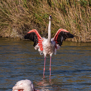 Greater Flamingo, Phoenicopterus roseus in the Ornithological park of Pont de Gau in Camargue, France