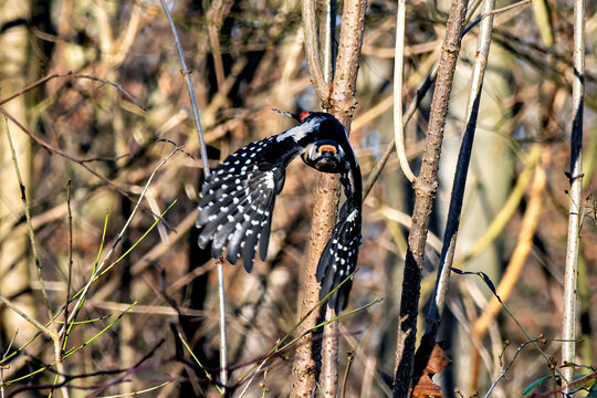 The Great Spotted Woodpecker, Dendrocopos major is sitting on the branch of tree