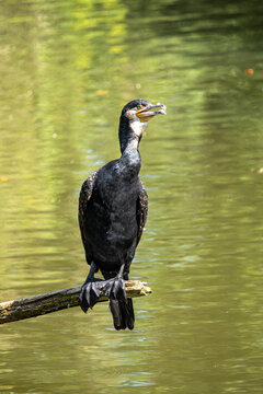 The great cormorant, Phalacrocorax carbo sitting on a branch