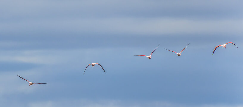 Flying Greater Flamingo, Phoenicopterus roseus in the Ornithological park of Pont de Gau in Camargue, France