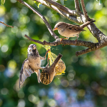 House sparrow, Passer domesticus. An adult sparrow feeds its young chick.
