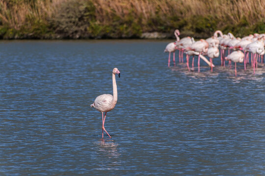 Greater Flamingo, Phoenicopterus roseus in the Ornithological park of Pont de Gau in Camargue, France