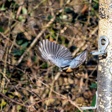 Eurasian nuthatch or wood nuthatch bird, Sitta europaea perched on a branch, foraging in a forest.