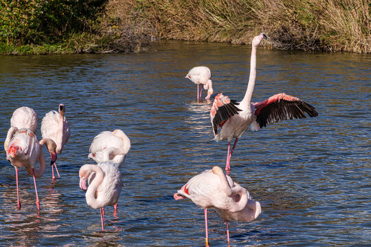 Greater Flamingo, Phoenicopterus roseus in the Ornithological park of Pont de Gau in Camargue, France