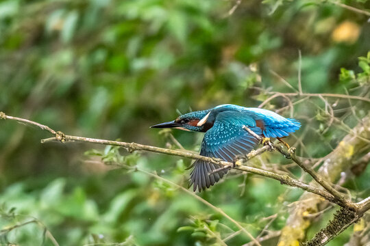 Common kingfisher, Alcedo atthis sitting on a beautiful branch above the river waiting for a fish