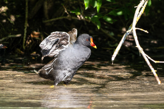 Common moorhen Gallinula chloropus also known as the waterhen or swamp chicken