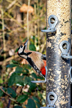 The Great Spotted Woodpecker, Dendrocopos major is sitting on the branch of tree