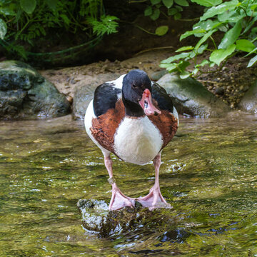 Common Shelduck, Tadorna tadorna swimming on the water