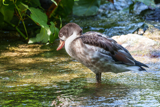 Young Common Shelduck fledgling, Tadorna tadorna