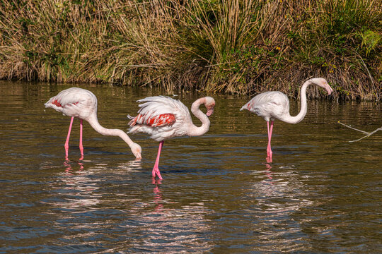Greater Flamingo, Phoenicopterus roseus in the Ornithological park of Pont de Gau in Camargue, France