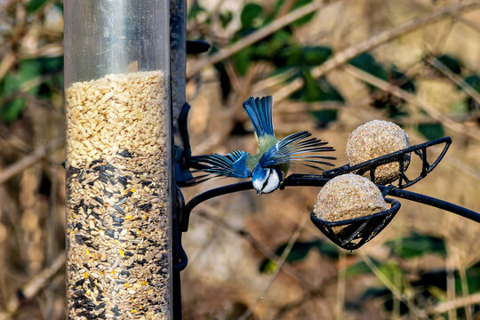 The Eurasian blue tit, Cyanistes caeruleus is a small passerine bird in the tit family, Paridae.