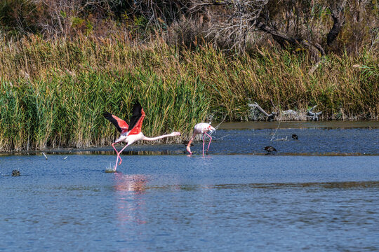 Flying Greater Flamingo, Phoenicopterus roseus in the Ornithological park of Pont de Gau in Camargue, France