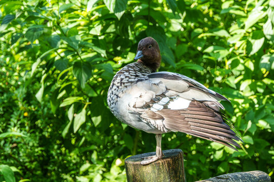 Young Common Shelduck fledgling, Tadorna tadorna