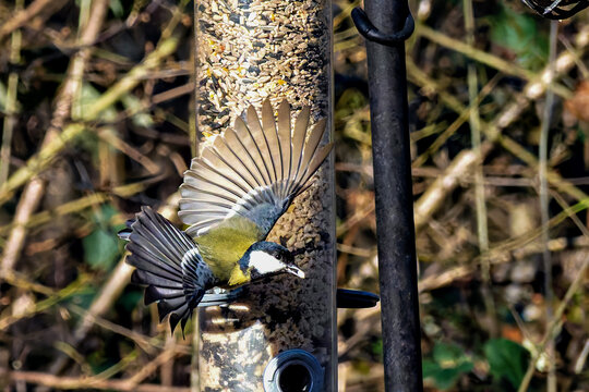 The Great Tit, Parus major from the tit family Paridae, perched on a bird feeder containing birdseed.
