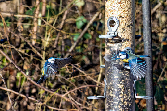 The Eurasian blue tit, Cyanistes caeruleus is a small passerine bird in the tit family, Paridae.