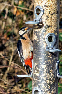 The Great Spotted Woodpecker, Dendrocopos major is sitting on the branch of tree