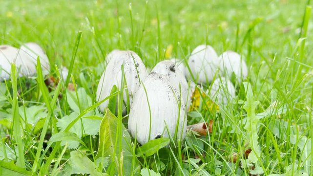 A gentle hand picks shaggy ink cap mushrooms in green grass. Their curious discovery brings peaceful wonder. Nature offers calm joy in Pushkin, Saint Petersburg.