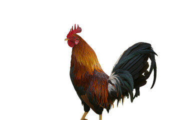 rooster Isolated on transparent background  © Marshall